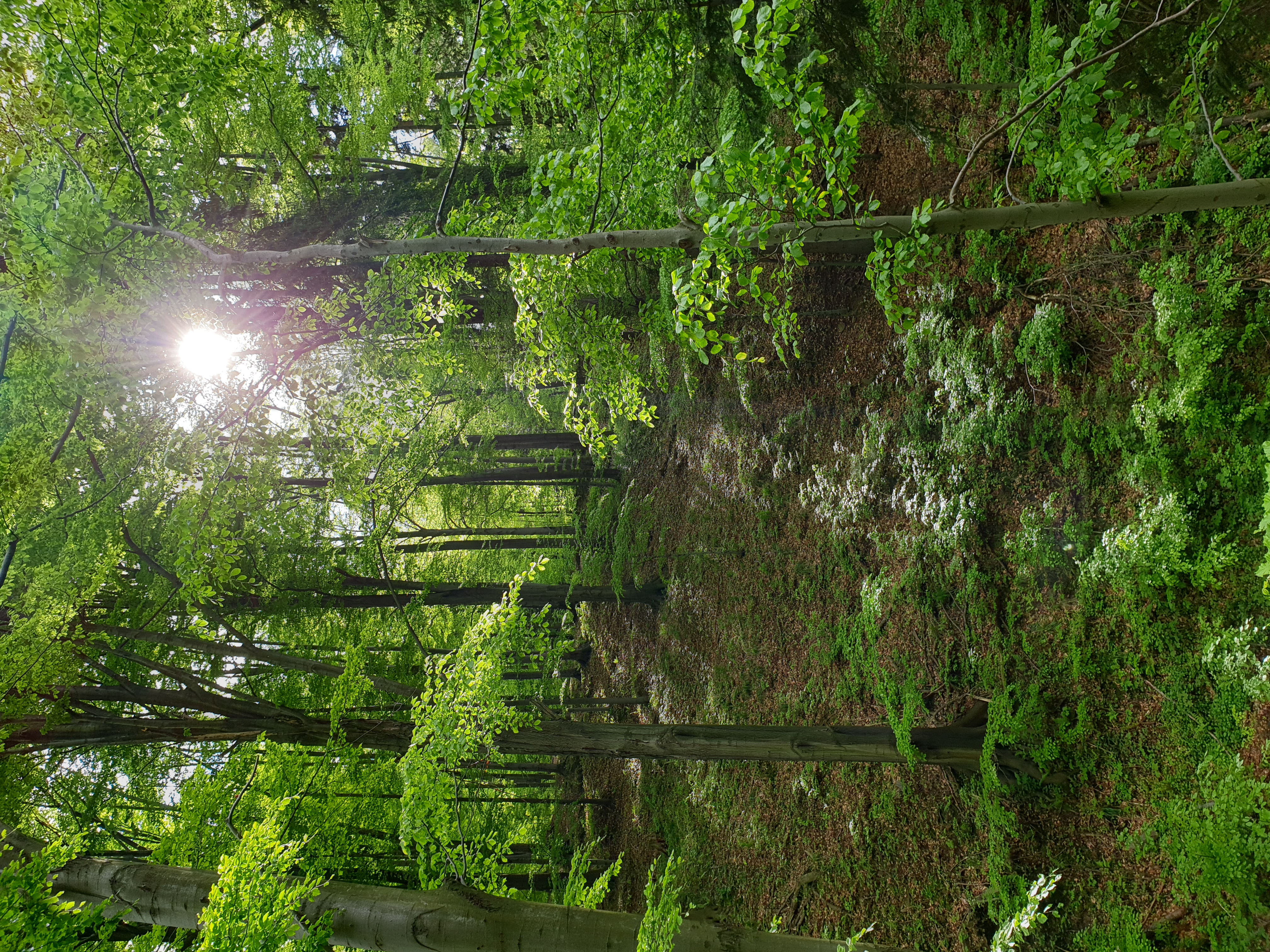  Buczyna w Cygańskim Lesie Na zdjęciu buczyna w Cygańskim Lesie